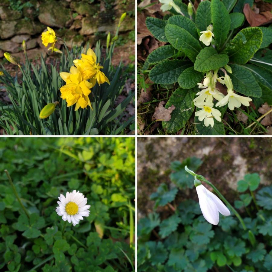 Les Gites Des Beaux Chenes Mortagne-sur-Sevre 外观 照片