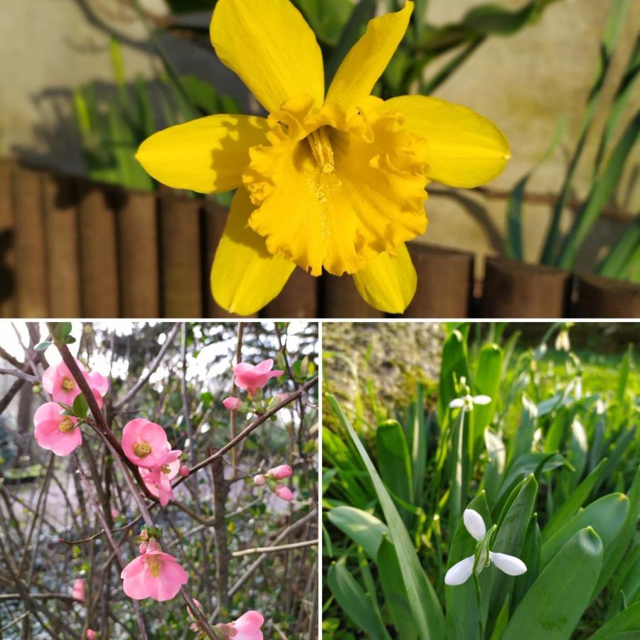 Les Gites Des Beaux Chenes Mortagne-sur-Sevre 外观 照片